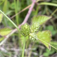 Carex inversa (Knob Sedge) at Cotter River, ACT - 21 Dec 2022 by JaneR