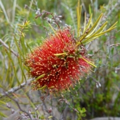 Melaleuca linearis (Narrow-leaved Bottlebrush) at Boolijah, NSW - 30 Nov 2022 by RobG1