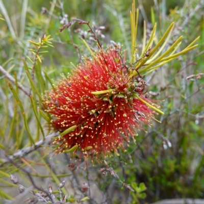 Callistemon linearis (Narrow-leaved Bottlebrush) at Boolijah, NSW - 30 Nov 2022 by RobG1