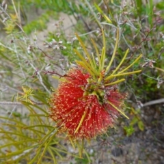 Melaleuca linearis at Boolijah, NSW - 30 Nov 2022