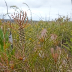 Melaleuca linearis at Boolijah, NSW - 30 Nov 2022