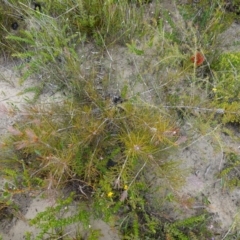 Melaleuca linearis at Boolijah, NSW - 30 Nov 2022