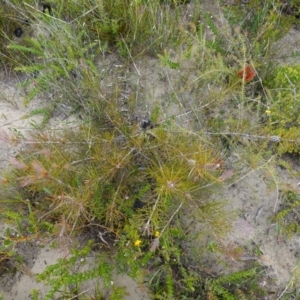 Melaleuca linearis at Boolijah, NSW - 30 Nov 2022