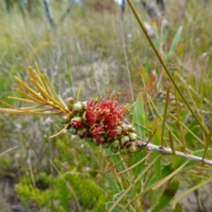 Melaleuca linearis at Boolijah, NSW - 30 Nov 2022