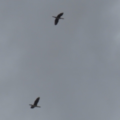 Microcarbo melanoleucos at Macarthur, ACT - 21 Dec 2022