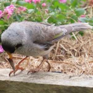 Manorina melanocephala at Macarthur, ACT - 21 Dec 2022