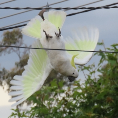 Cacatua galerita (Sulphur-crested Cockatoo) at Macarthur, ACT - 21 Dec 2022 by RodDeb