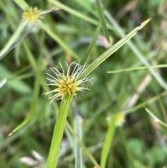 Cyperus sphaeroideus (Scented Sedge) at Cotter River, ACT - 21 Dec 2022 by JaneR