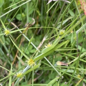 Cyperus sphaeroideus at Cotter River, ACT - 21 Dec 2022