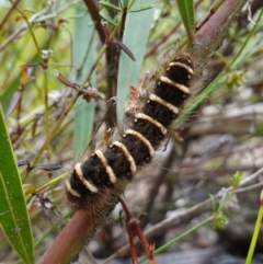 Pterolocera leucocera (Pterolocera leucocera) at Morton National Park - 30 Nov 2022 by RobG1