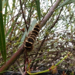 Pterolocera leucocera at Boolijah, NSW - suppressed