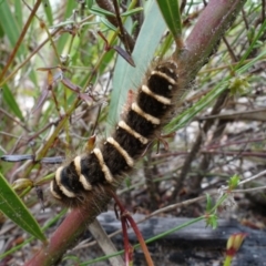 Pterolocera leucocera at Boolijah, NSW - suppressed