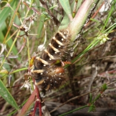 Pterolocera leucocera at Boolijah, NSW - suppressed