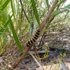 Pterolocera leucocera at Boolijah, NSW - suppressed