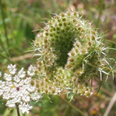 Daucus carota (Wild Carrot) at Broulee Moruya Nature Observation Area - 19 Dec 2022 by Harrisi