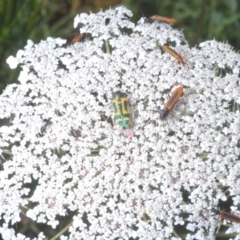 Daucus carota at Moruya, NSW - 19 Dec 2022 02:40 PM