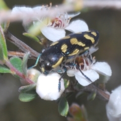 Castiarina octospilota (A Jewel Beetle) at Windellama, NSW - 21 Dec 2022 by Harrisi
