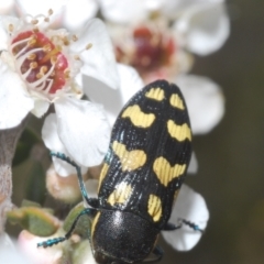 Castiarina octospilota at Windellama, NSW - 21 Dec 2022