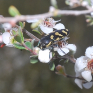 Castiarina octospilota at Windellama, NSW - 21 Dec 2022