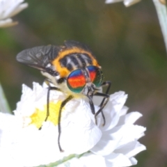 Scaptia sp. (genus) (March fly) at Northangera, NSW - 18 Dec 2022 by Harrisi