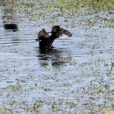 Biziura lobata (Musk Duck) at Bermagui, NSW - 21 Dec 2022 by KylieWaldon