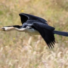 Microcarbo melanoleucos (Little Pied Cormorant) at Bermagui, NSW - 21 Dec 2022 by KylieWaldon