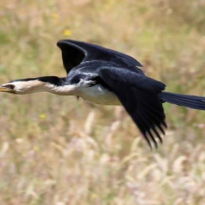 Microcarbo melanoleucos (Little Pied Cormorant) at Bermagui, NSW - 20 Dec 2022 by KylieWaldon