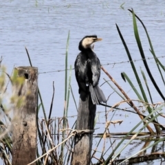 Microcarbo melanoleucos at Bermagui, NSW - 21 Dec 2022