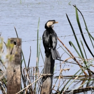 Microcarbo melanoleucos at Bermagui, NSW - 21 Dec 2022