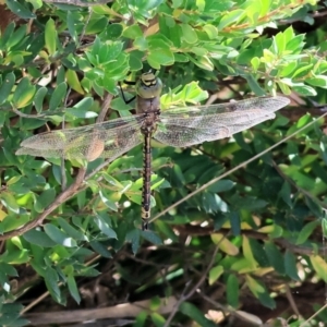 Anax papuensis at Bermagui, NSW - 21 Dec 2022