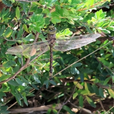 Anax papuensis (Australian Emperor) at Bermagui, NSW - 21 Dec 2022 by KylieWaldon