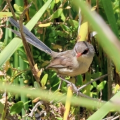 Malurus lamberti (Variegated Fairywren) at Bermagui, NSW - 21 Dec 2022 by KylieWaldon