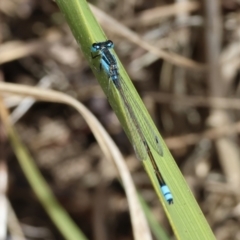 Ischnura heterosticta (Common Bluetail Damselfly) at Bermagui, NSW - 21 Dec 2022 by KylieWaldon