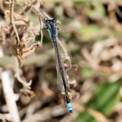 Ischnura heterosticta at Bermagui, NSW - 21 Dec 2022