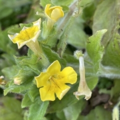 Erythranthe moschata (Musk) at Lower Cotter Catchment - 21 Dec 2022 by JaneR