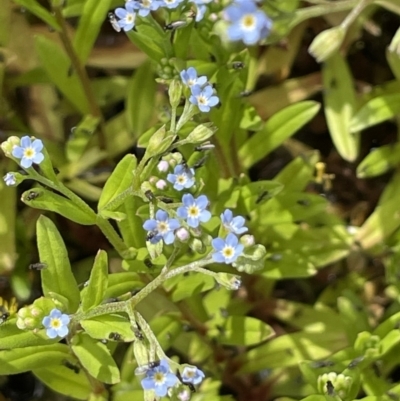 Myosotis laxa subsp. caespitosa (Water Forget-me-not) at Lower Cotter Catchment - 21 Dec 2022 by JaneR