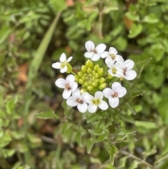 Rorippa nasturtium-aquaticum (Watercress) at Lower Cotter Catchment - 21 Dec 2022 by JaneR