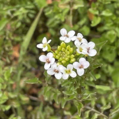 Rorippa nasturtium-aquaticum (Watercress) at Cotter River, ACT - 21 Dec 2022 by JaneR