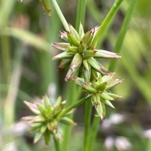 Juncus prismatocarpus at Cotter River, ACT - 21 Dec 2022