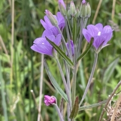 Epilobium pallidiflorum (Showy Willow Herb) at Uriarra Village, ACT - 21 Dec 2022 by JaneR