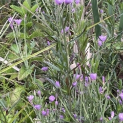 Epilobium pallidiflorum at Uriarra Village, ACT - 21 Dec 2022