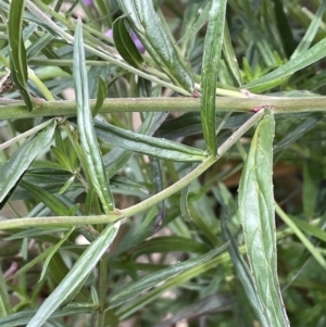 Epilobium pallidiflorum at Uriarra Village, ACT - 21 Dec 2022