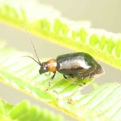 Adoxia benallae (Leaf beetle) at Dryandra St Woodland - 17 Dec 2022 by ConBoekel