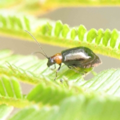 Adoxia benallae at O'Connor, ACT - 17 Dec 2022