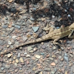 Amphibolurus muricatus (Jacky Lizard) at Bermagui, NSW - 21 Dec 2022 by KylieWaldon