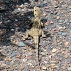 Amphibolurus muricatus at Bermagui, NSW - 21 Dec 2022