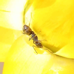 Iridomyrmex sp. (genus) at O'Connor, ACT - 17 Dec 2022