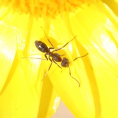 Iridomyrmex sp. (genus) at O'Connor, ACT - 17 Dec 2022