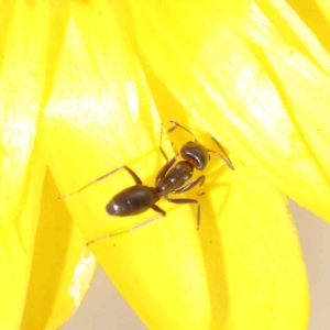 Iridomyrmex sp. (genus) at O'Connor, ACT - 17 Dec 2022