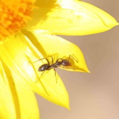 Iridomyrmex sp. (genus) at O'Connor, ACT - 17 Dec 2022